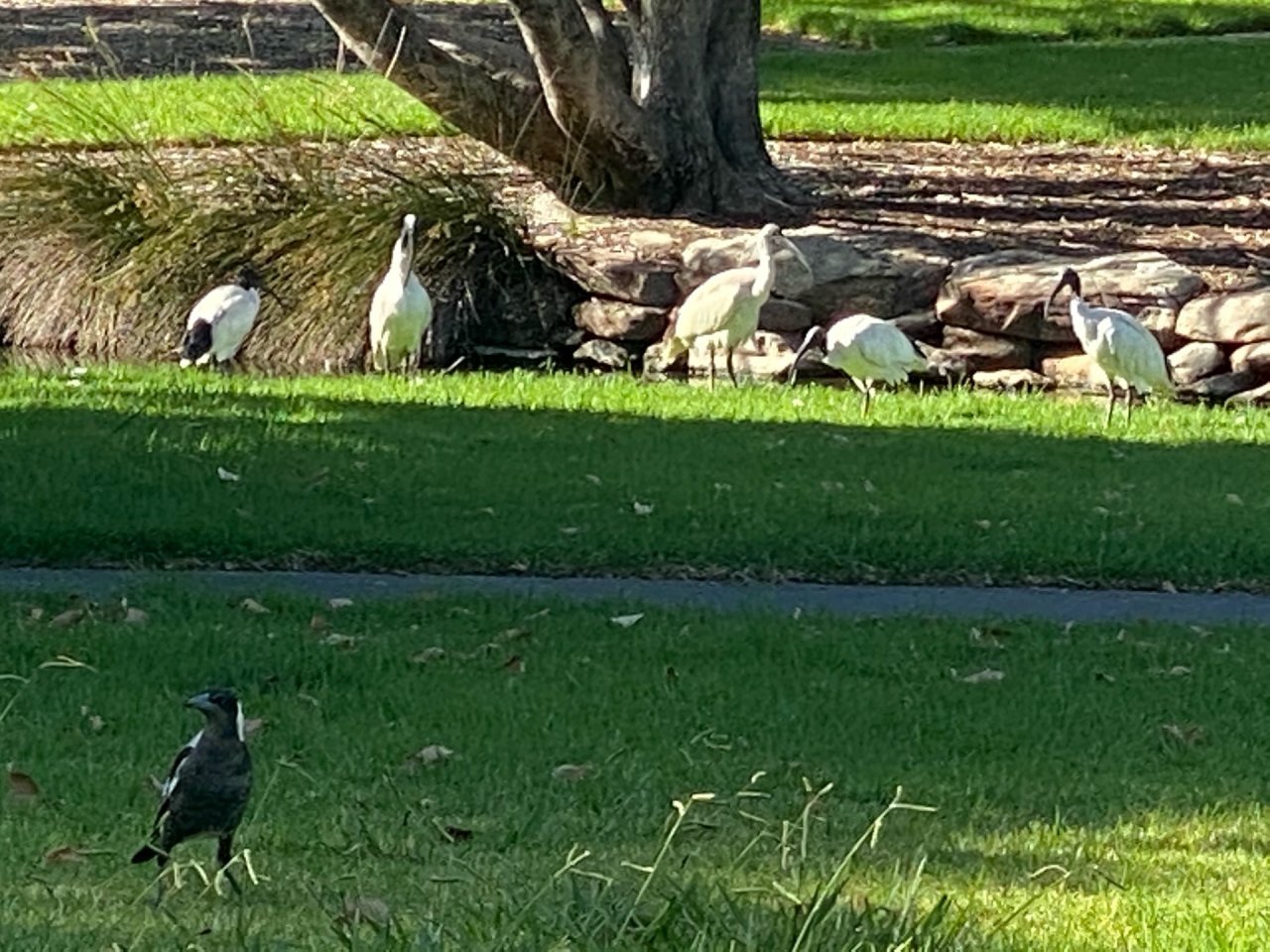 White Ibis in Big City Birds App spotted by Karen Cornelius on 20.02.2021