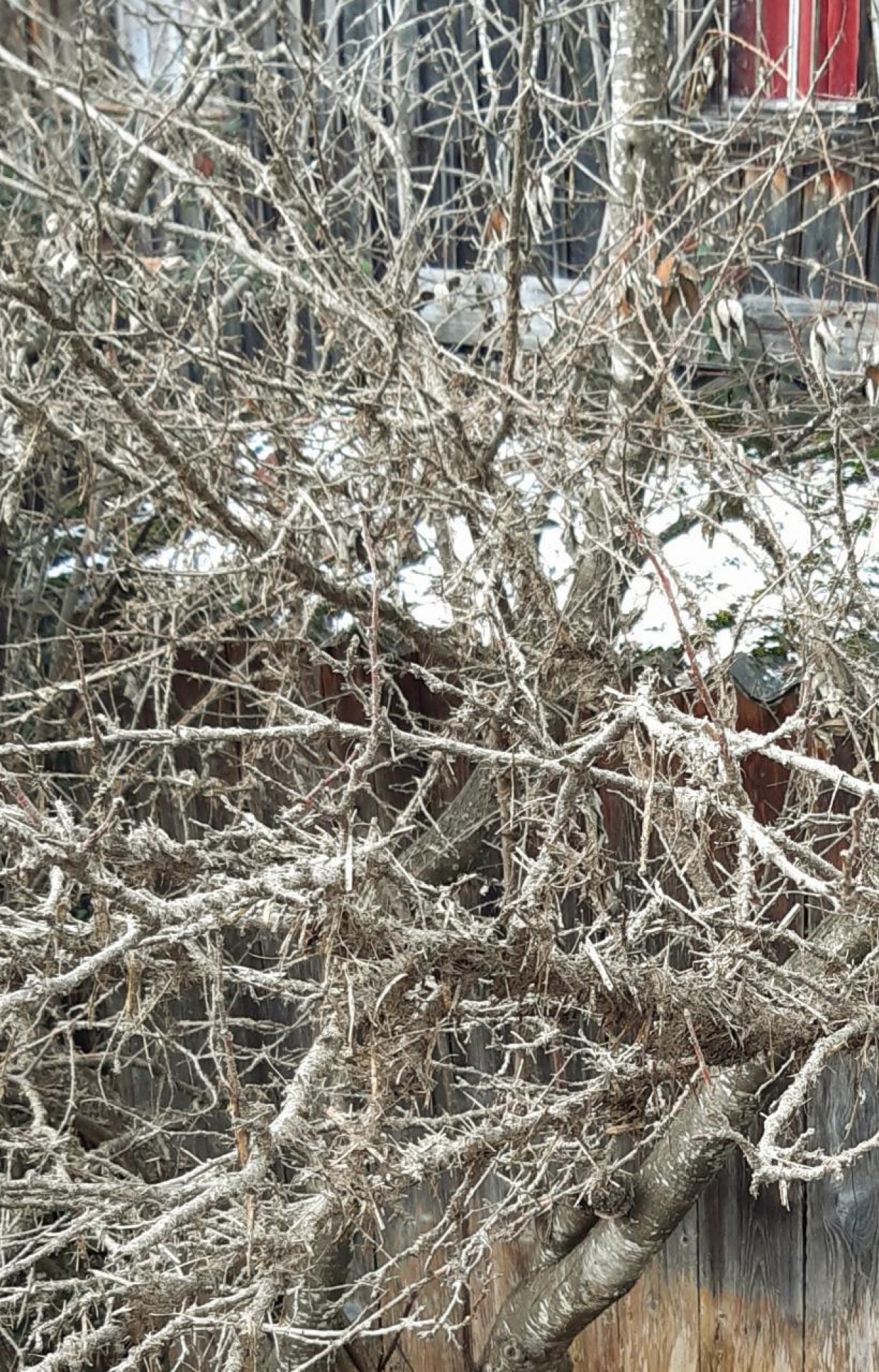 Zwetschkenbaum und auch die anderen Obstbäume in Mist eingepackt ist auch Winterschutz 