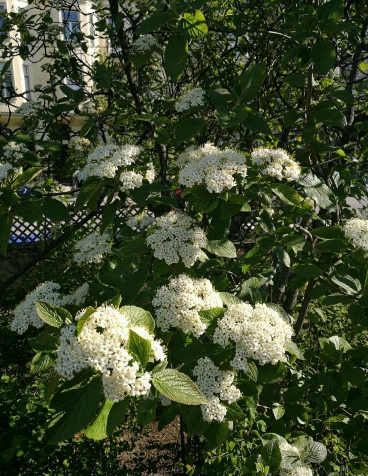 Plants in NatureSpots App spotted by Insectsvienna on 21.04.2019