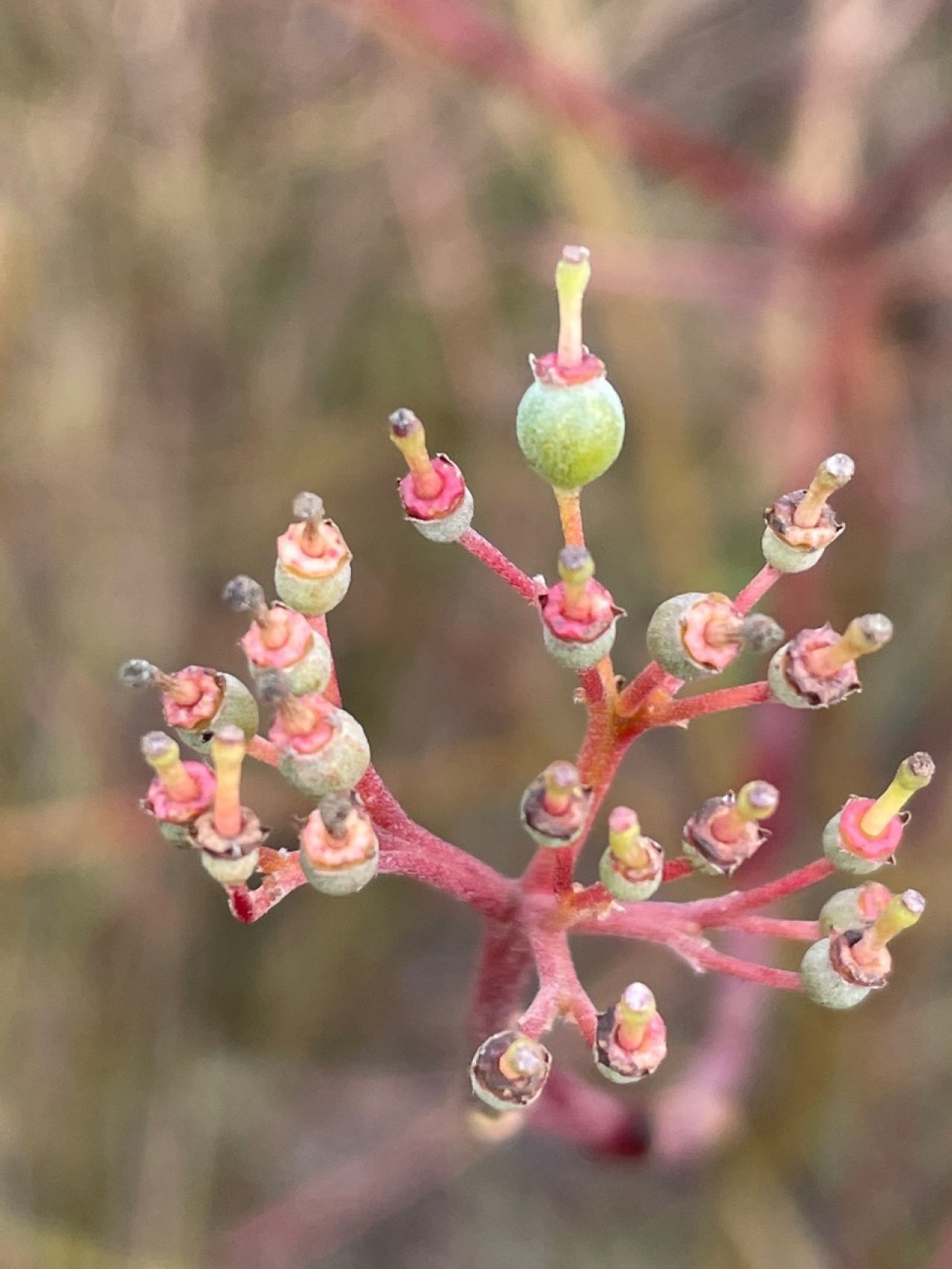 Roter Hartriegel in Naturkalender App spotted by Franz on 23.12.2020