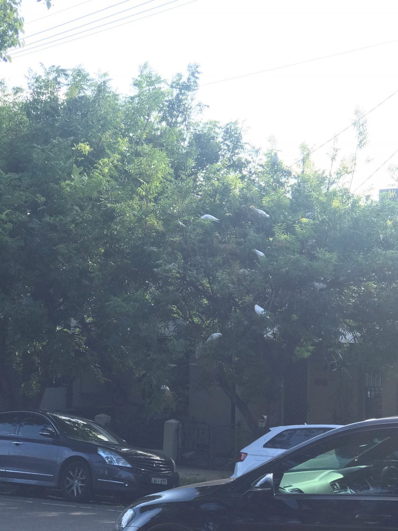 Little Corella in Big City Birds App spotted by Zoe on 10.02.2021