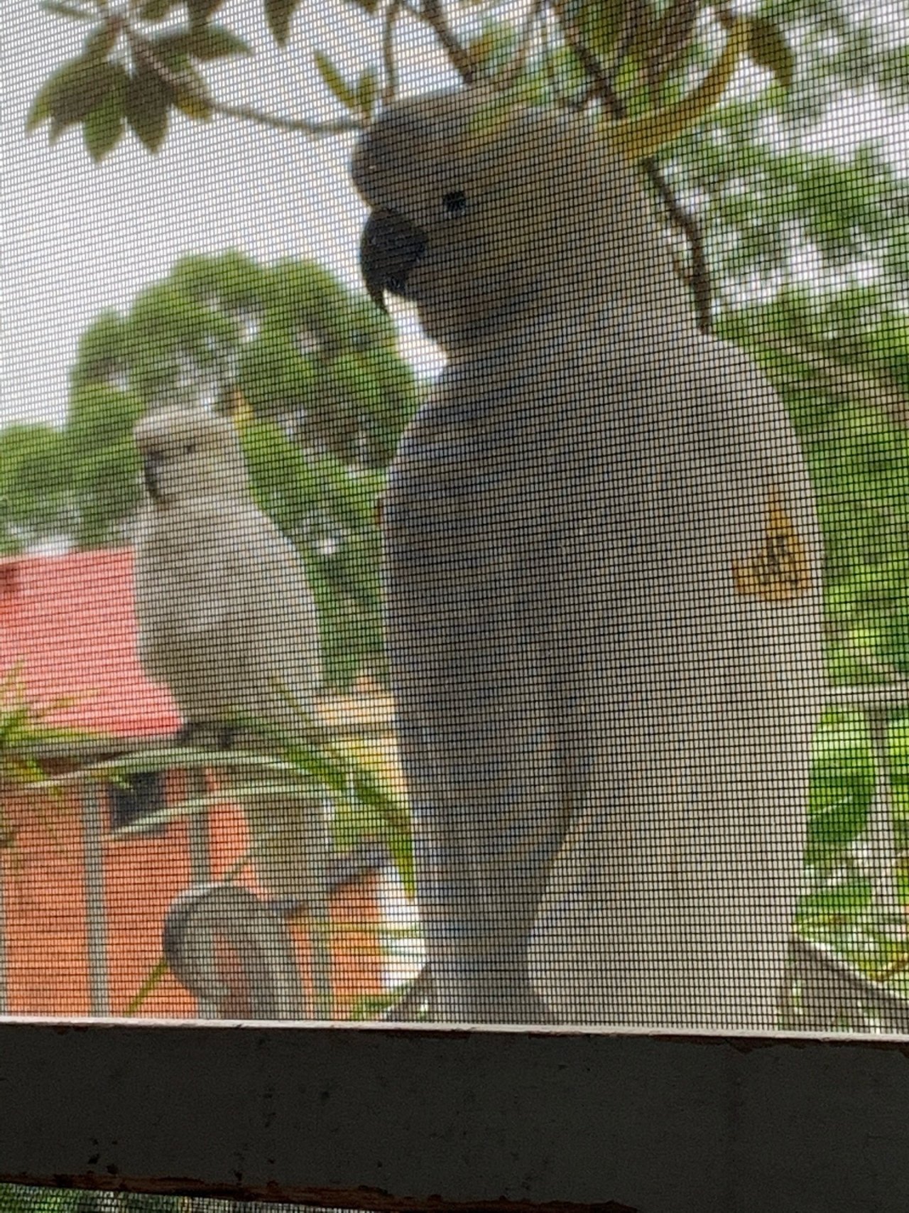 Sulphur-crested Cockatoo in Big City Birds App spotted by tiinah on 02.01.2021