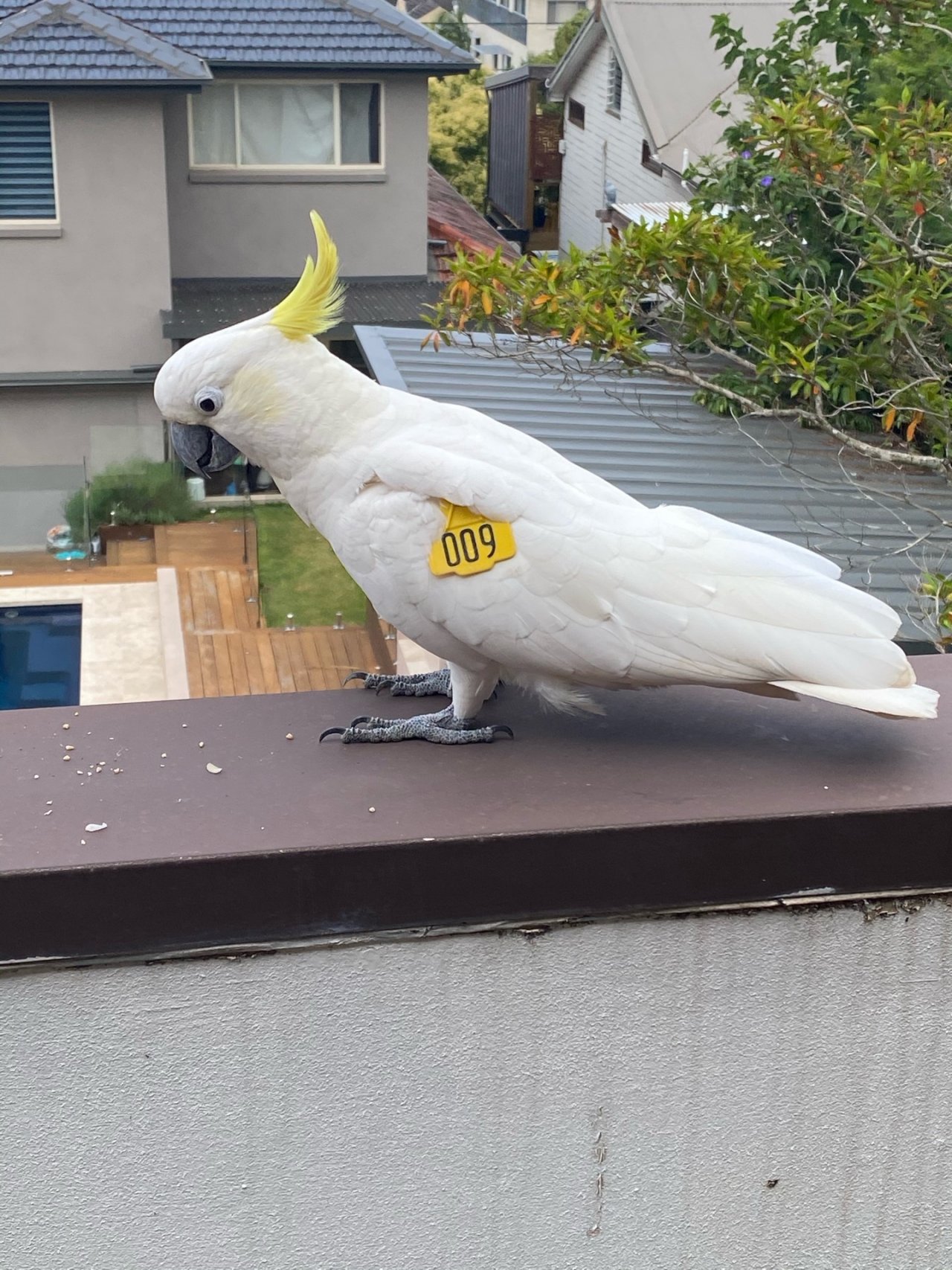 Sulphur-crested Cockatoo in Big City Birds App spotted by Maddiebelle on 12.12.2020