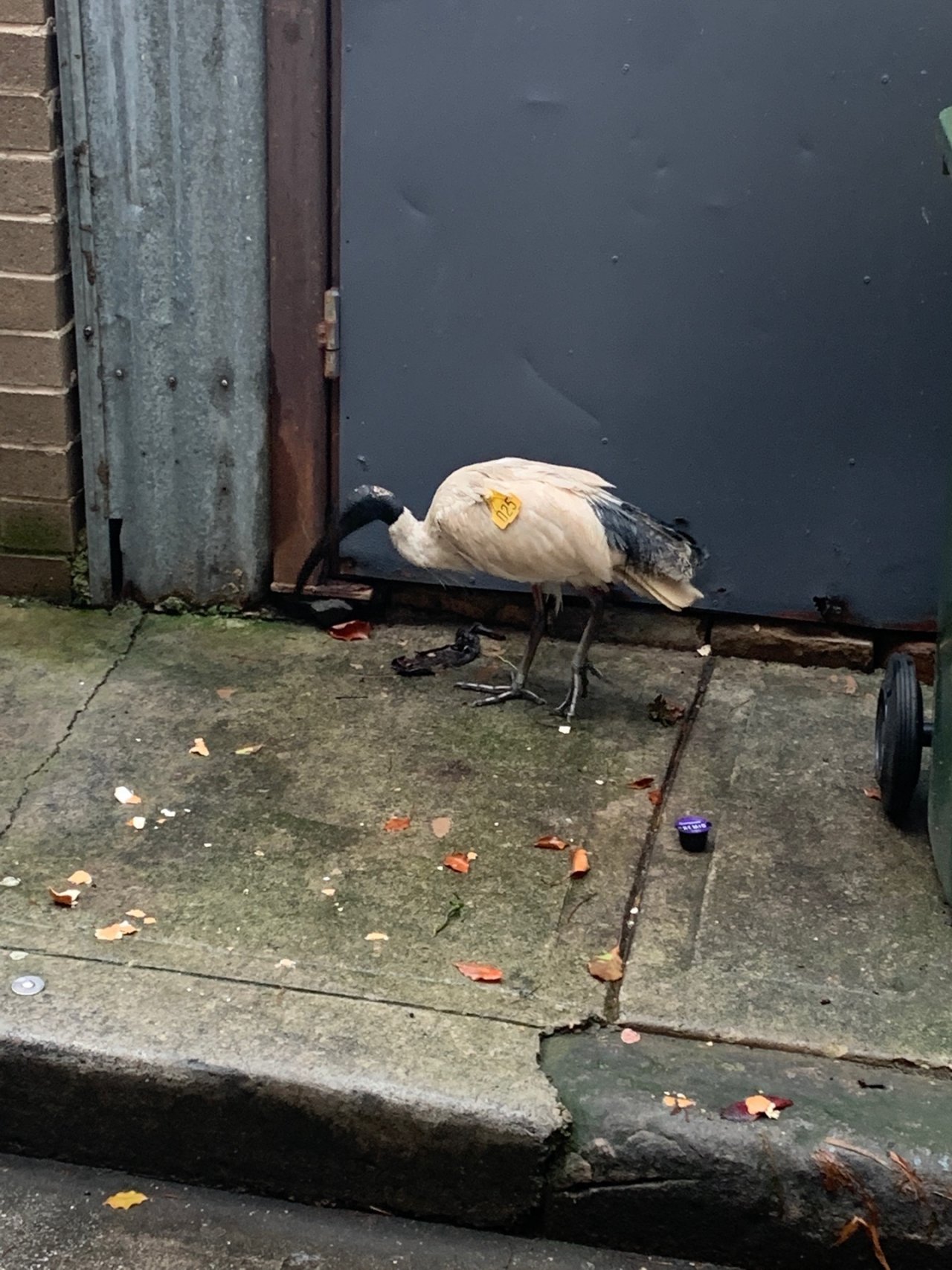 White Ibis in Big City Birds App spotted by Laurie McGuirk on 22.12.2020