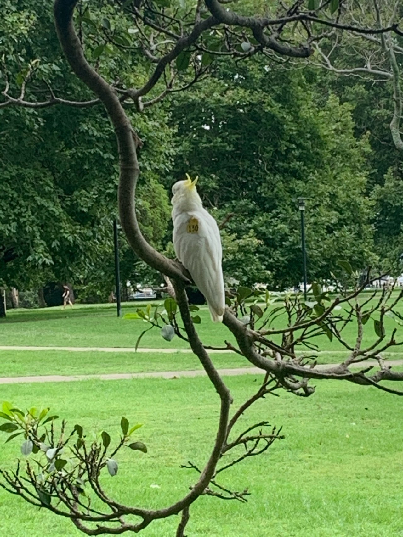 Sulphur-crested Cockatoo in Big City Birds App spotted by Laurie McGuirk on 22.12.2020