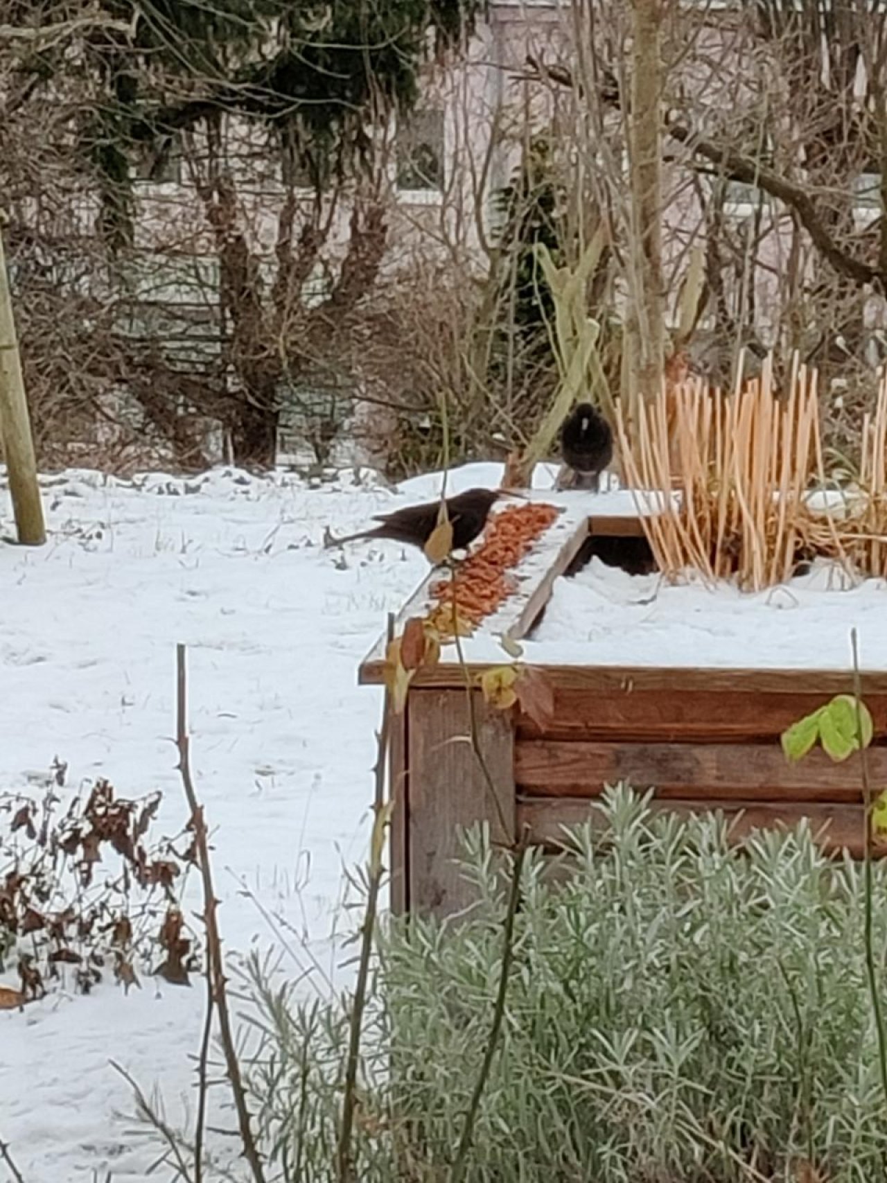 Zusammenhängende Schneedecke in Naturkalender App spotted by Susi on 17.01.2021