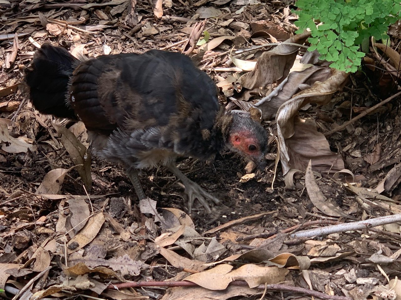 Brush-turkey in Big City Birds App spotted by John Martin on 09.02.2021