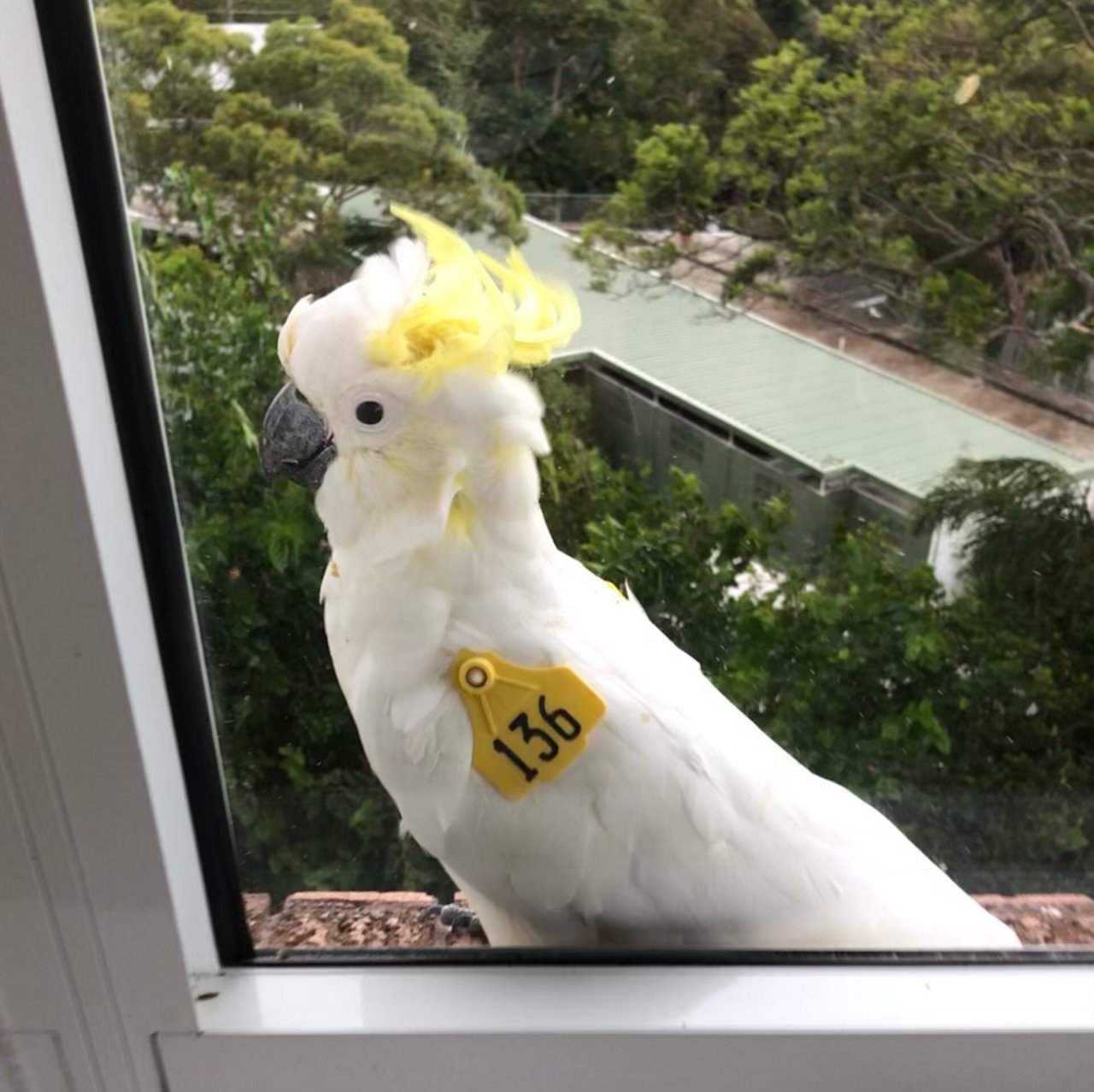 Sulphur-crested Cockatoo in Big City Birds App spotted by Cockie on 26.12.2020