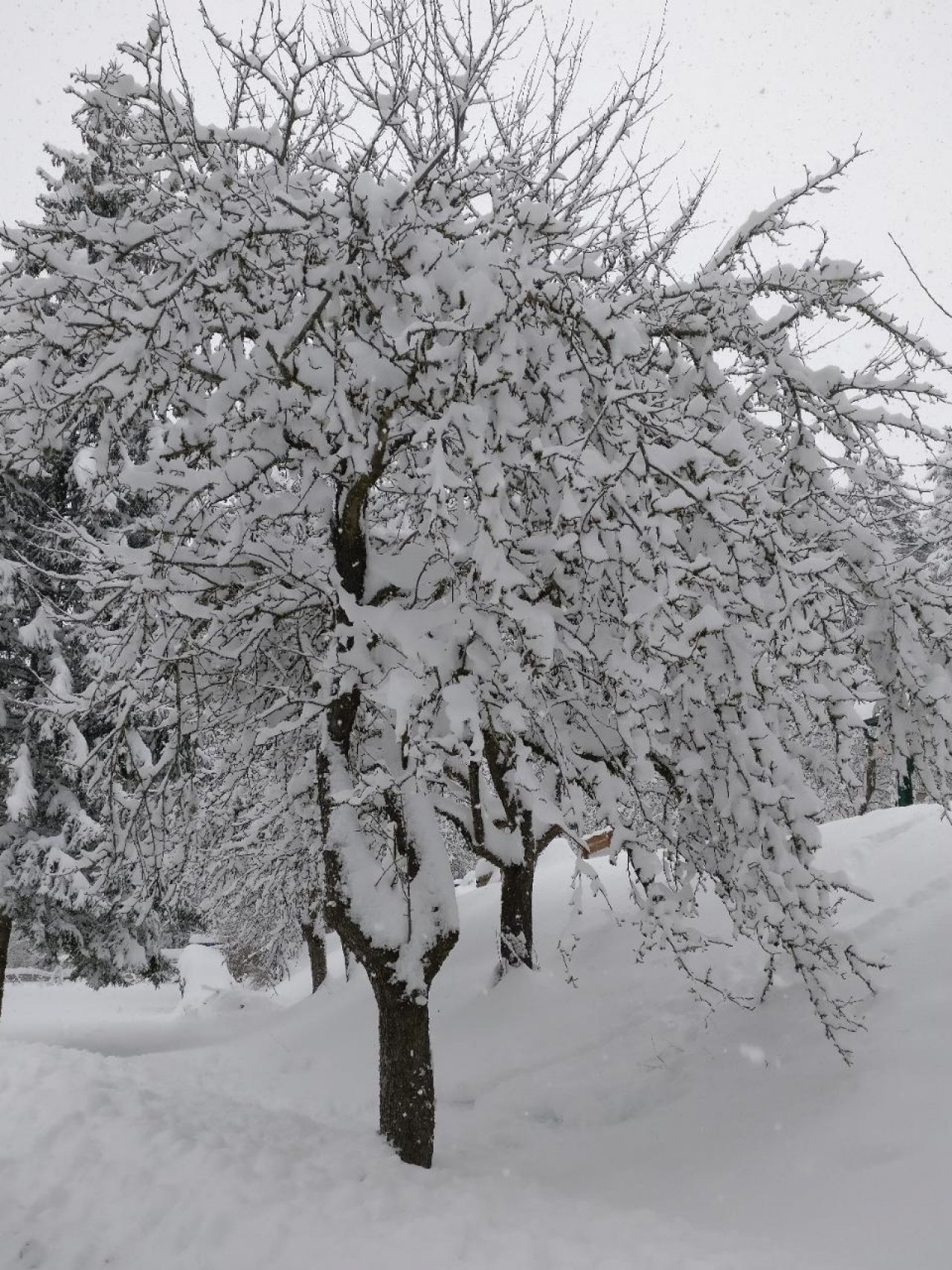 Zusammenhängende Schneedecke in Naturkalender App spotted by Susi on 29.12.2020