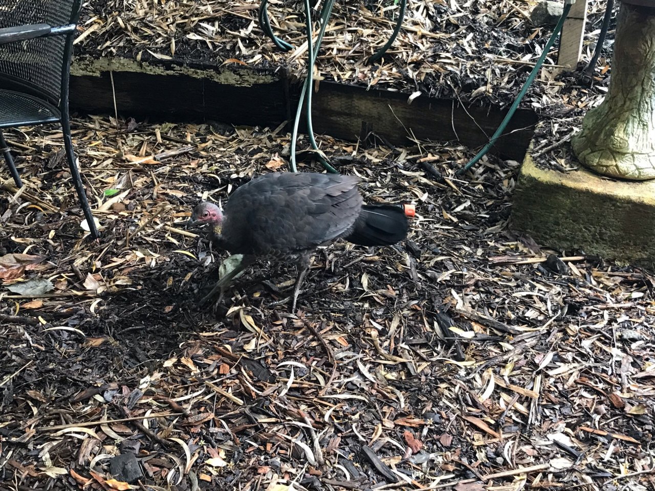 Brush-turkey in Big City Birds App spotted by Zoe on 29.12.2020