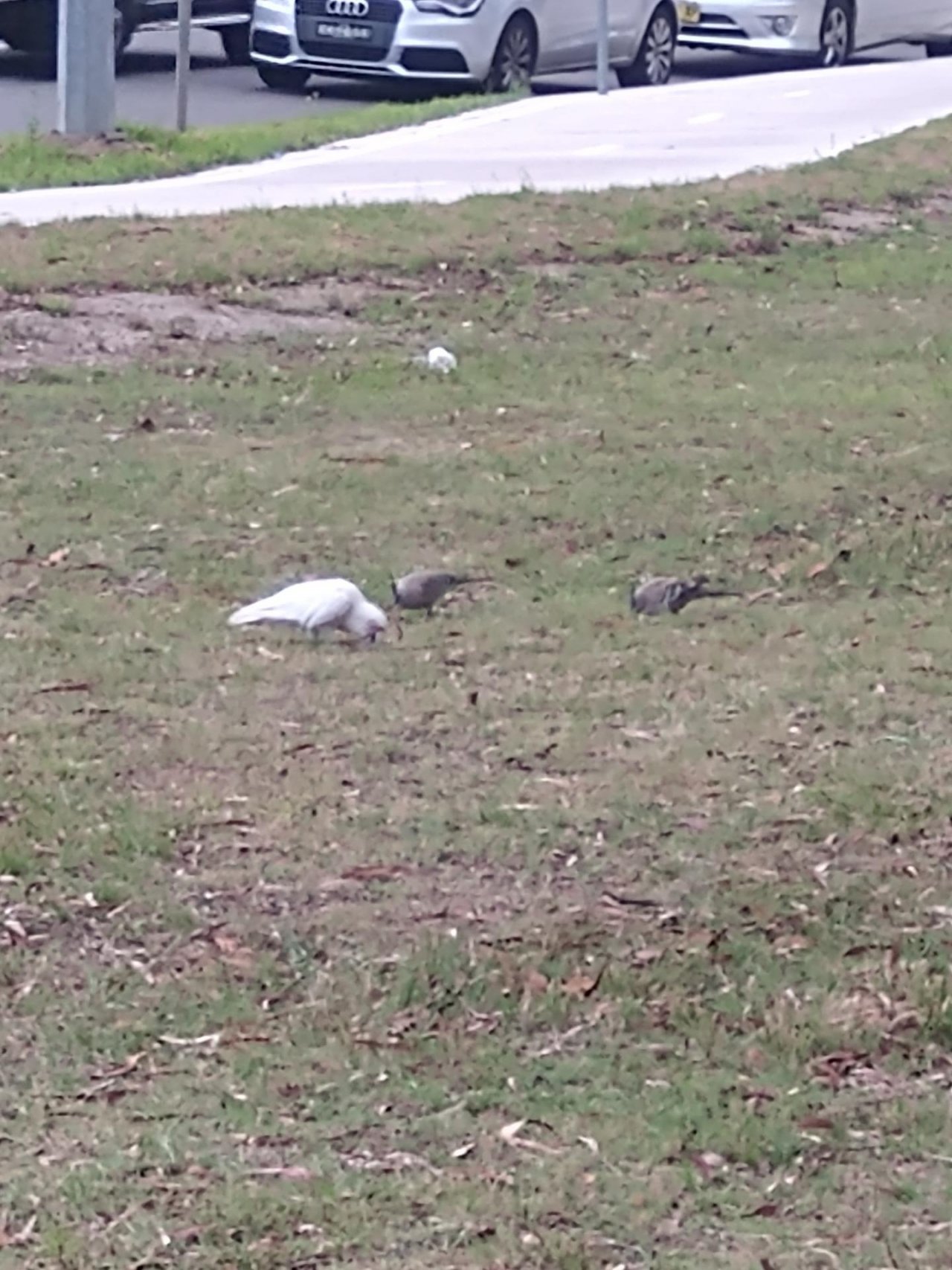 Little Corella in Big City Birds App spotted by Anna on 16.12.2020