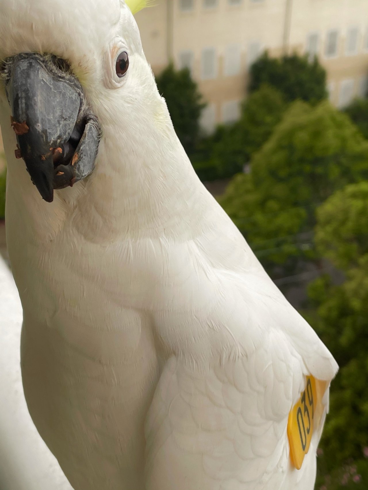 Sulphur-crested Cockatoo in Big City Birds App spotted by Loudboy on 25.02.2021