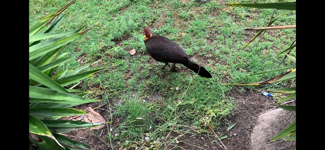 Brush-turkey in Big City Birds App spotted by rflcdlm on 21.12.2020