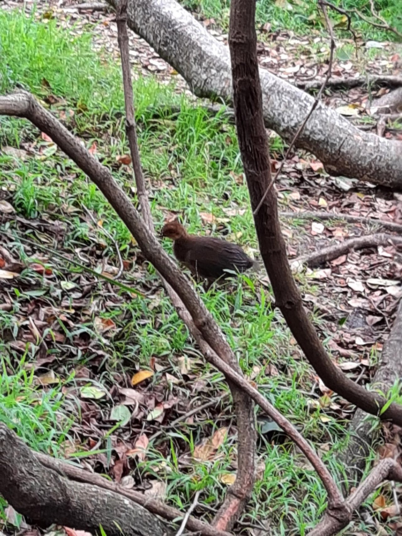 Brush-turkey in Big City Birds App spotted by Matthew Hall on 19.01.2021