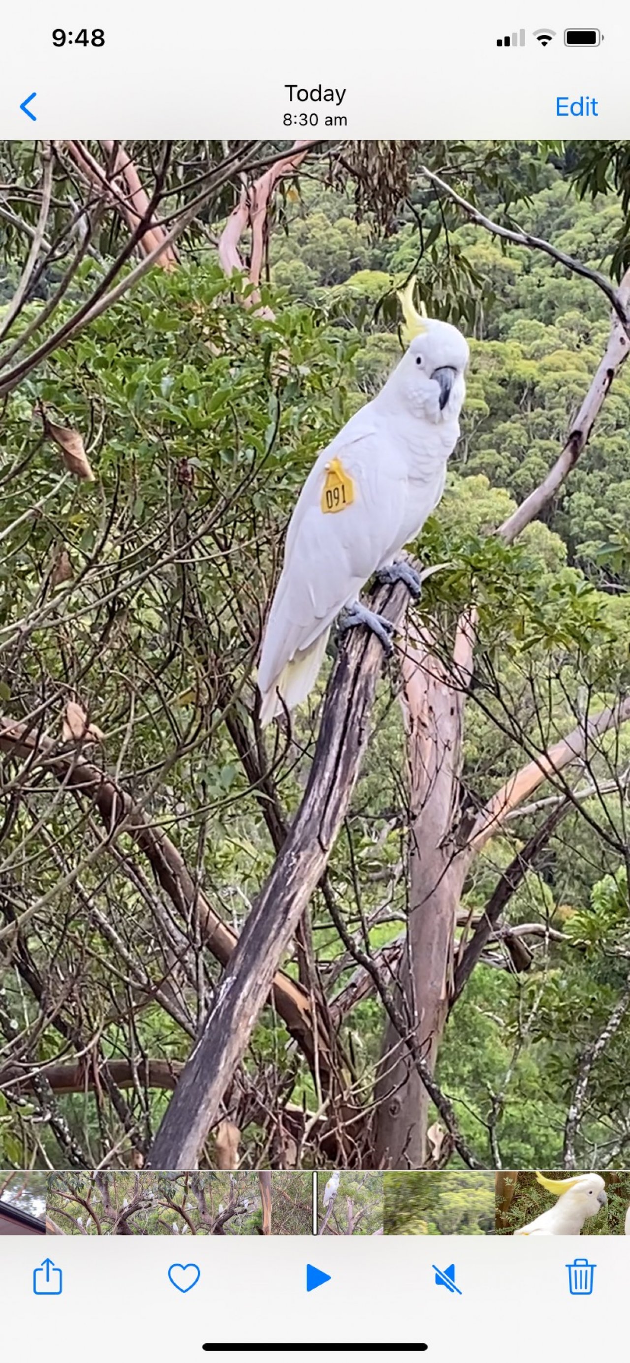 Sulphur-crested Cockatoo in Big City Birds App spotted by Cheryl on 12.02.2021