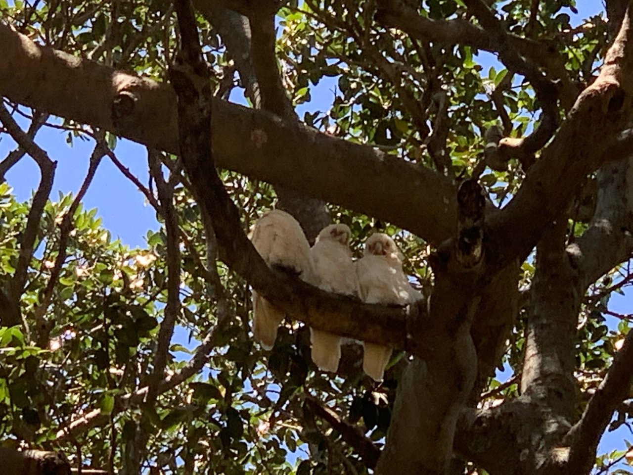 Little Corella in Big City Birds App spotted by John Martin on 22.01.2021