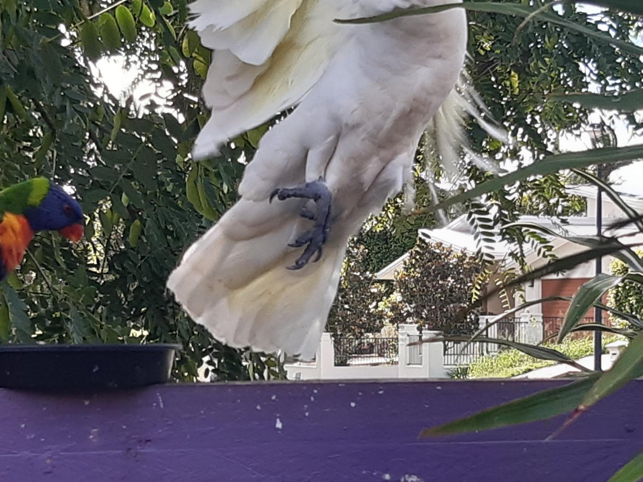 Sulphur-crested Cockatoo in Big City Birds App spotted by Feather on 25.12.2020