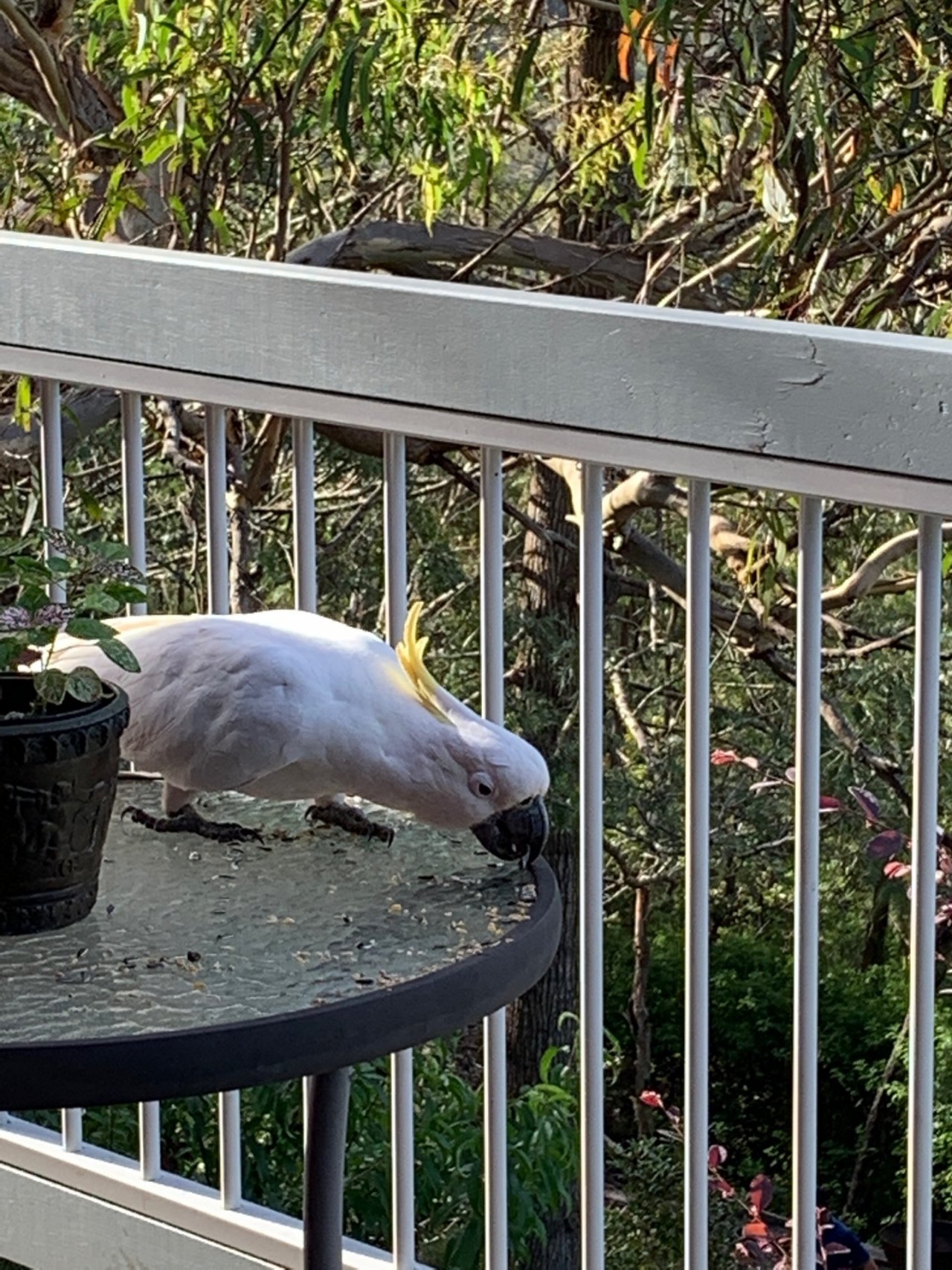 Sulphur-crested Cockatoo in Big City Birds App spotted by Janine Martin on 23.12.2020