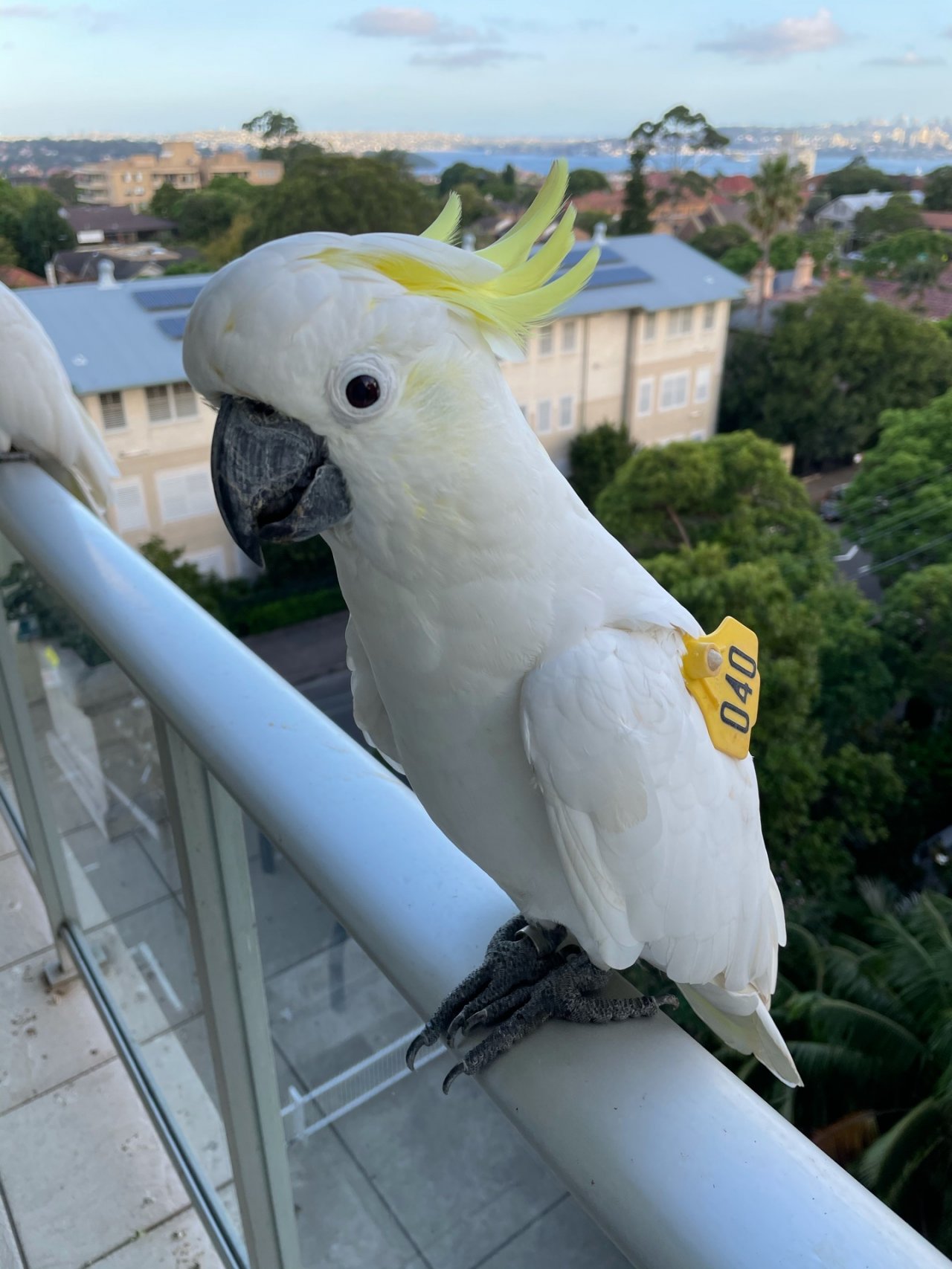 Sulphur-crested Cockatoo in Big City Birds App spotted by Loudboy on 07.02.2021