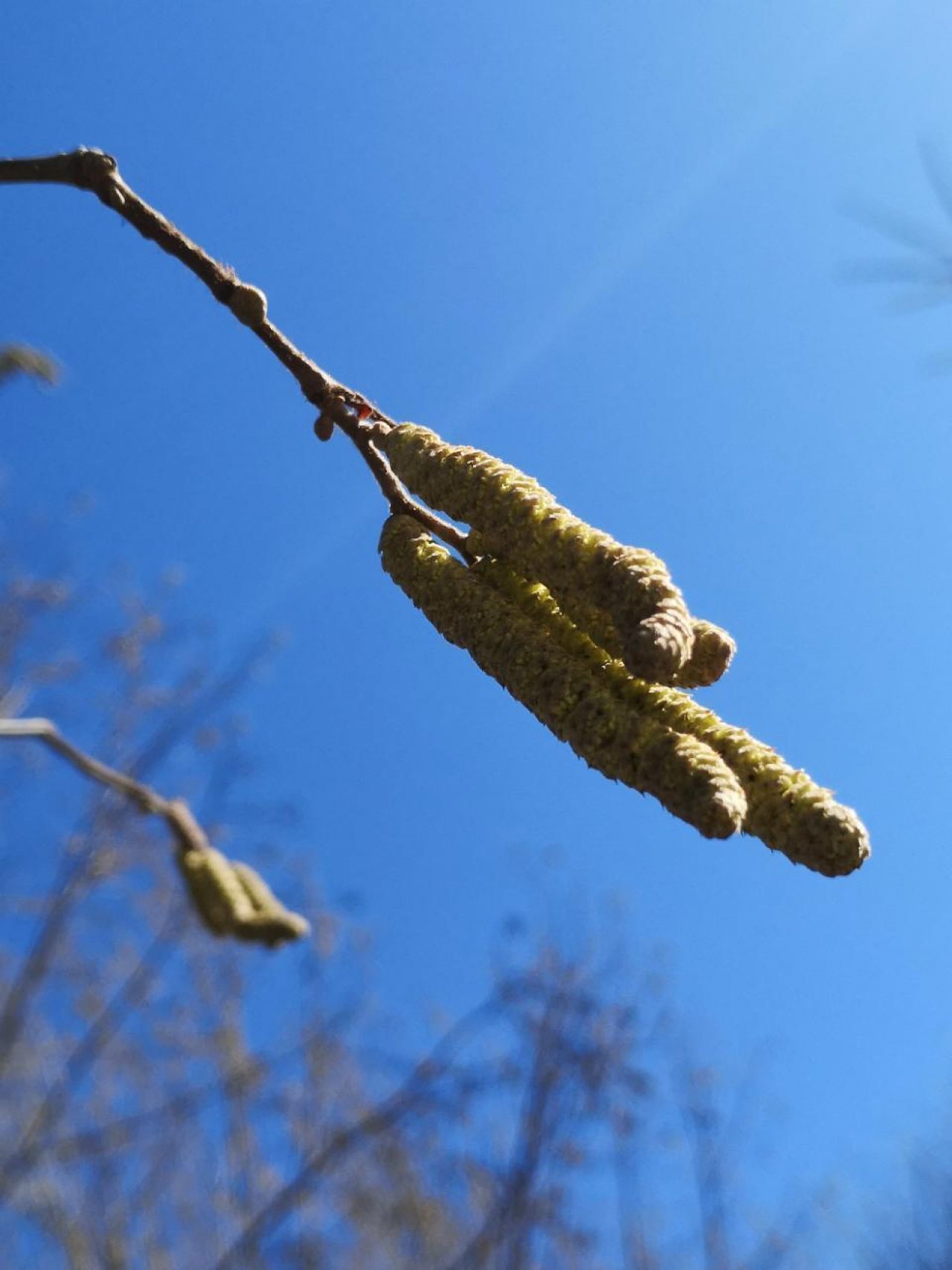 Haselstrauch in Naturkalender App spotted by Eva Huber on 22.02.2021