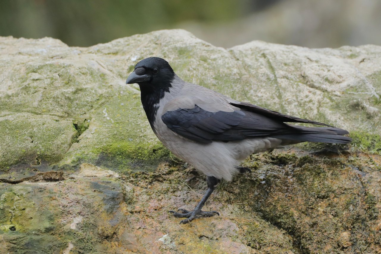 Hooded Crow in KraMobil App spotted by Gjafall on 20.02.2021
