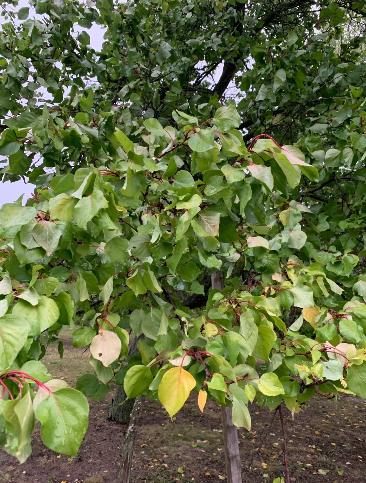 Marillenbaum Ende September. | Naturkalender App | 28.09.2020