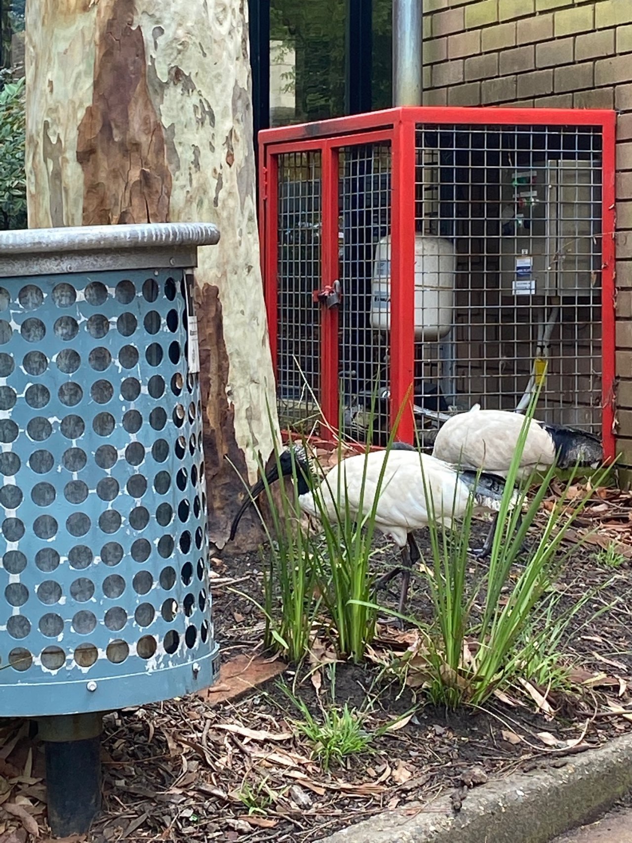 White Ibis in Big City Birds App spotted by NuStew on 21.12.2020