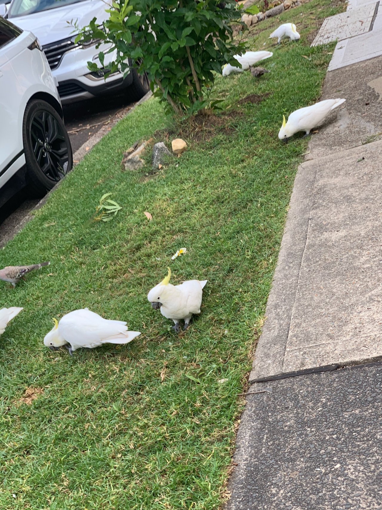 Sulphur-crested Cockatoo in Big City Birds App spotted by John Martin on 20.01.2021