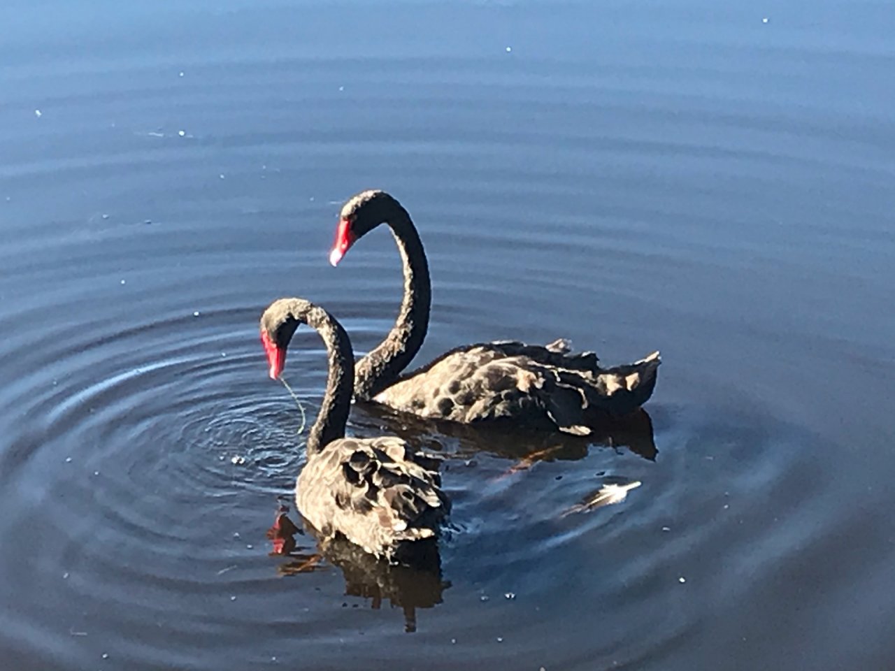 Black Swan in ClimateWatch App spotted by Robyn Amair on 13.02.2021