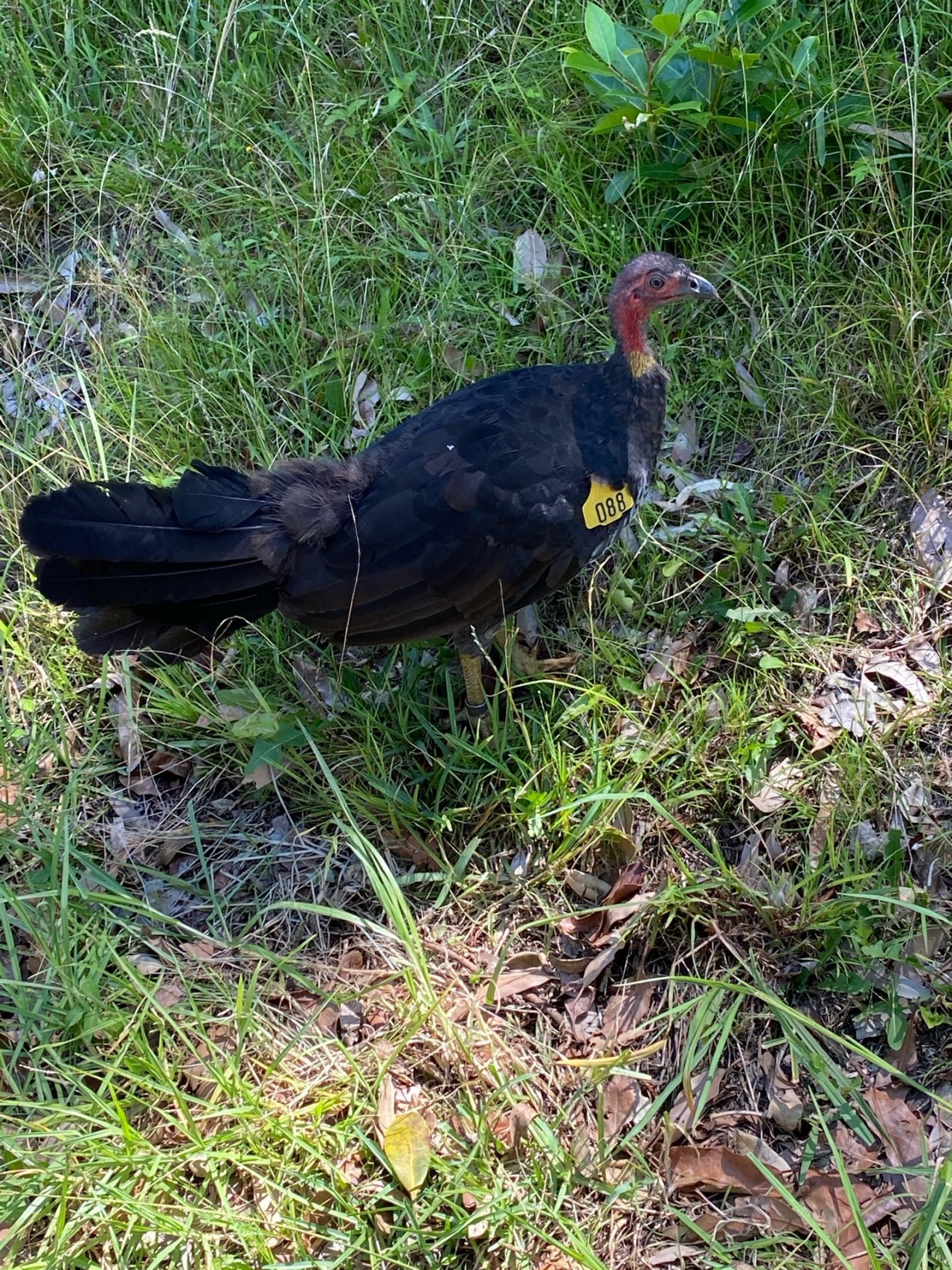 Brush-turkey in Big City Birds App spotted by Ezelise on 11.02.2021