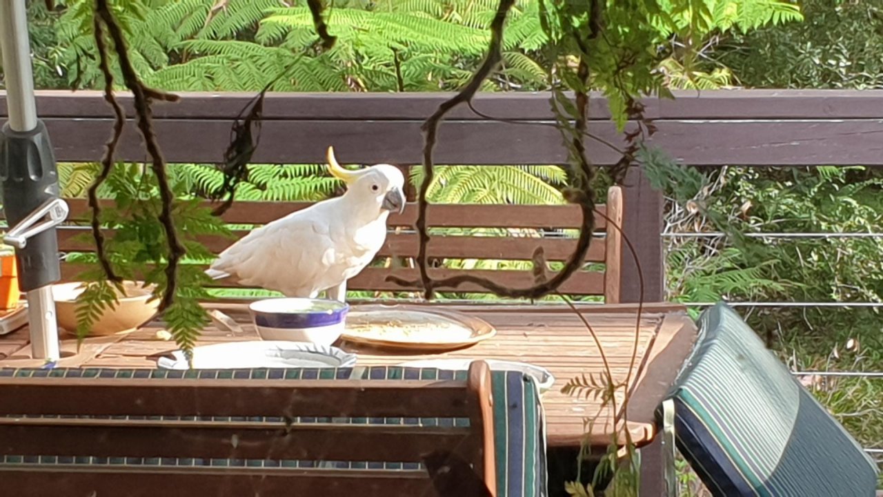 Sulphur-crested Cockatoo in Big City Birds App spotted by Carole Riley on 12.01.2021