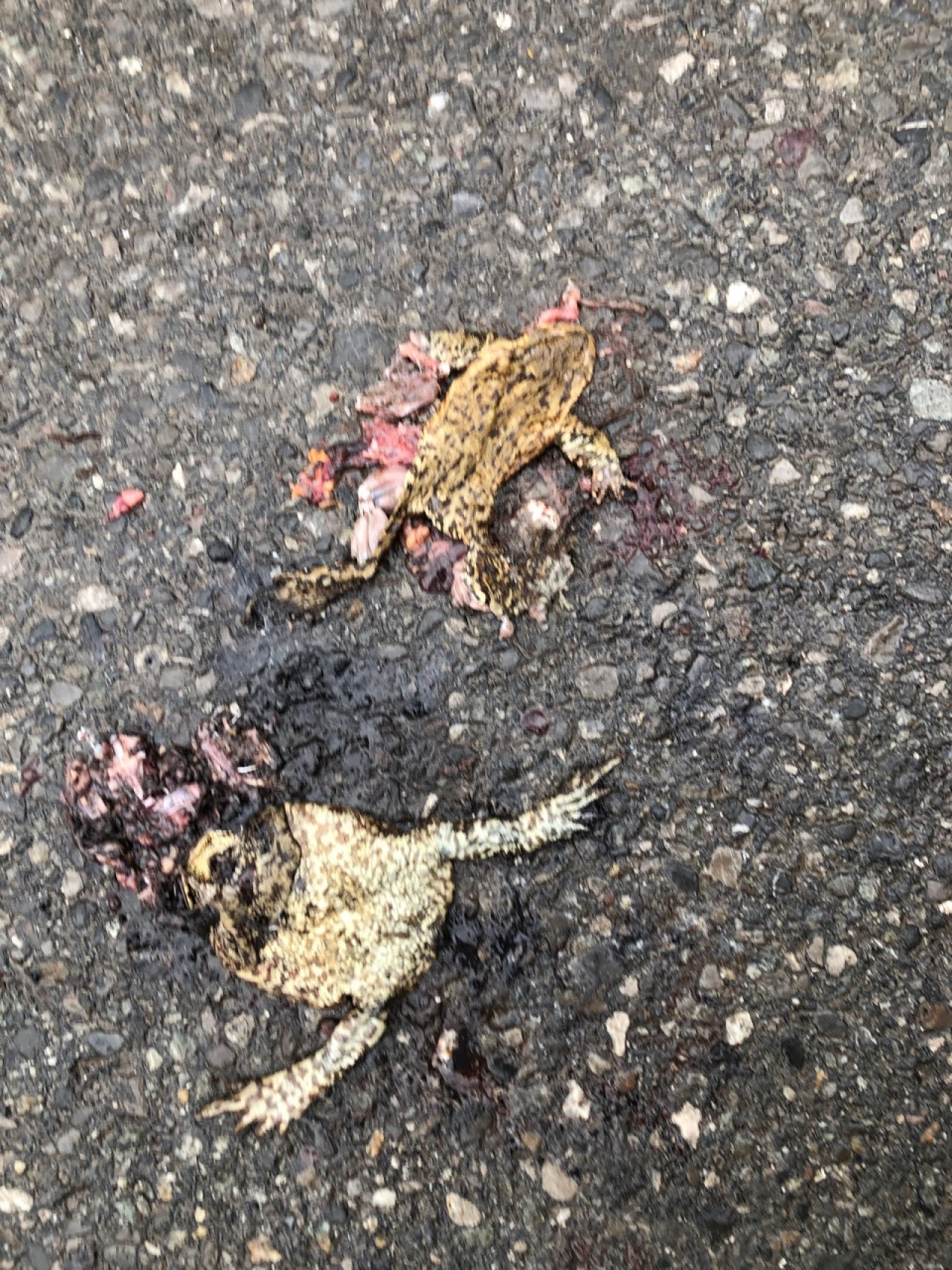 Froschlurch in Roadkill App spotted by Helmut B. on 27.02.2021