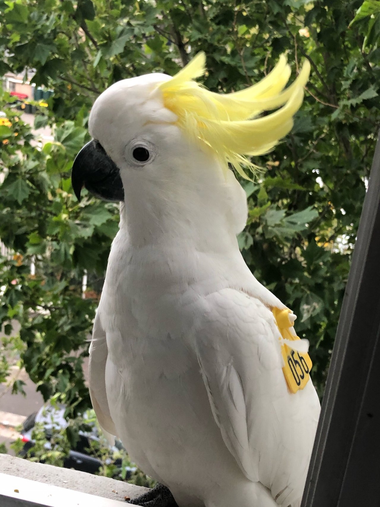 Sulphur-crested Cockatoo in Big City Birds App spotted by Lexie on 28.12.2020