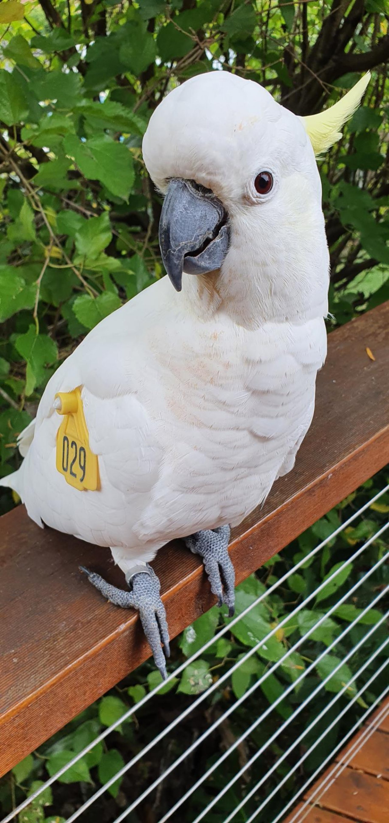 Sulphur-crested Cockatoo in Big City Birds App spotted by Fullersrd on 12.03.2021