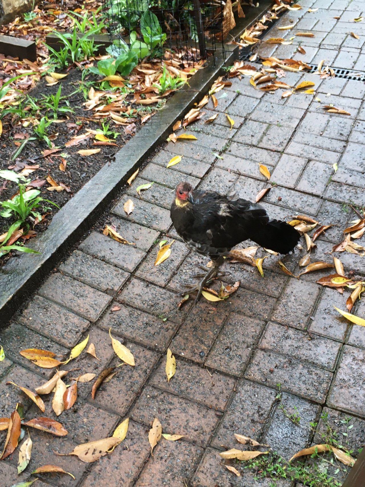 Brush-turkey in Big City Birds App spotted by Margaret Scott on 29.01.2021