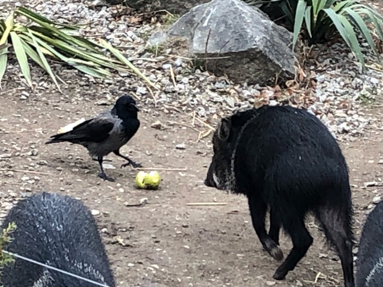 Hooded Crow in KraMobil App spotted by Krarin on 12.03.2021