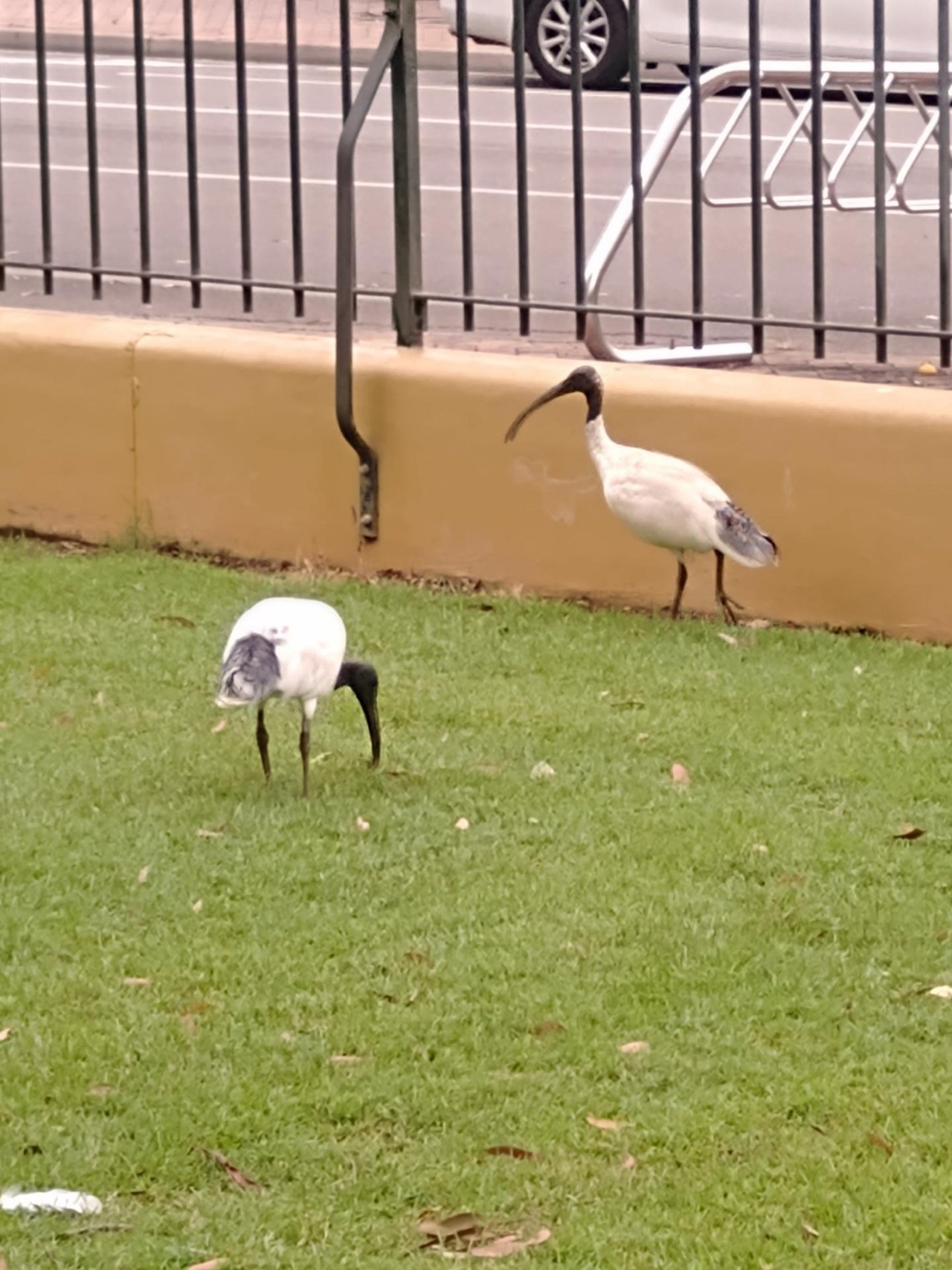 White Ibis in Big City Birds App spotted by Anna on 09.02.2021