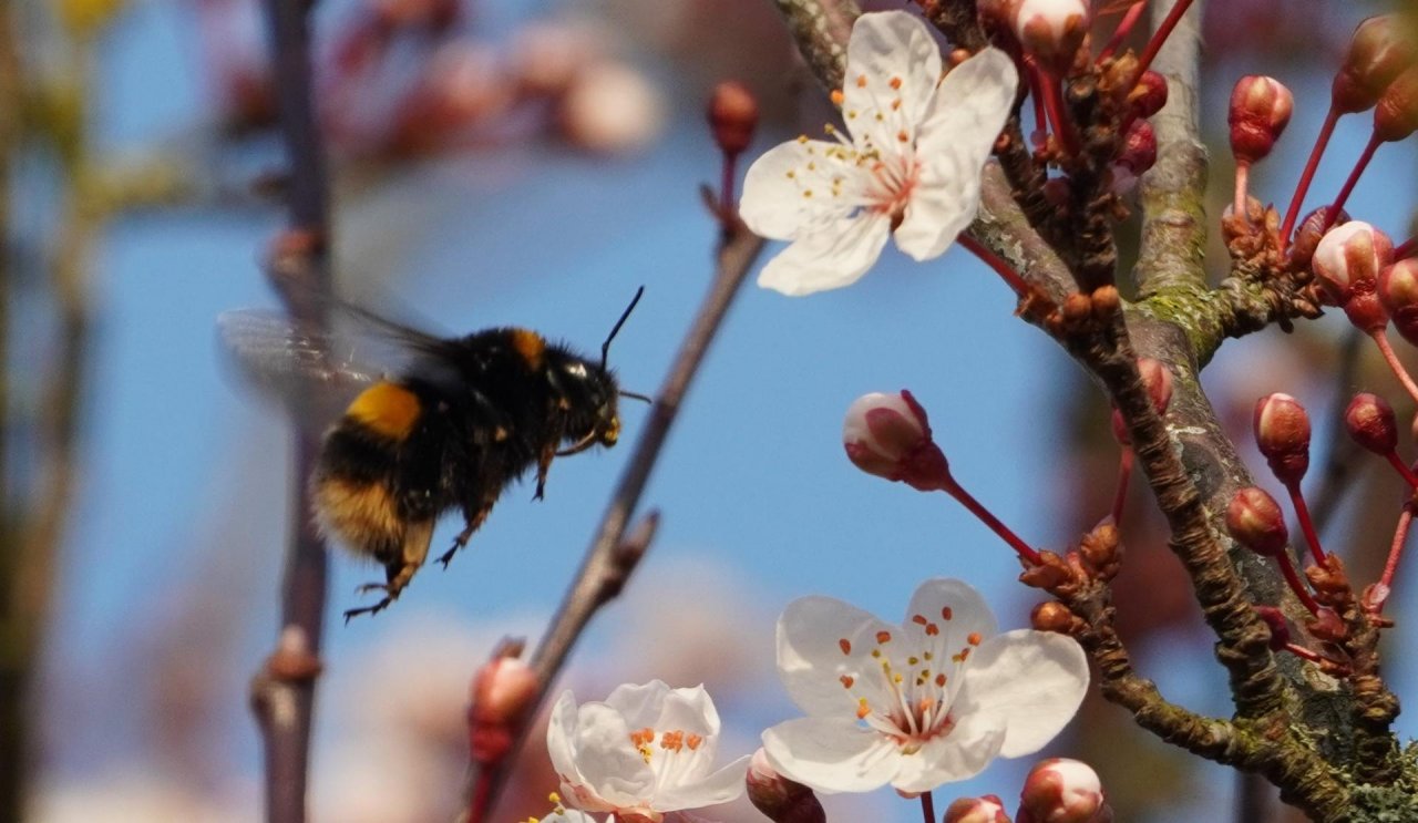 Other plant in Spot-a-Bee App spotted by Vaughn Chadwick on 02.03.2021