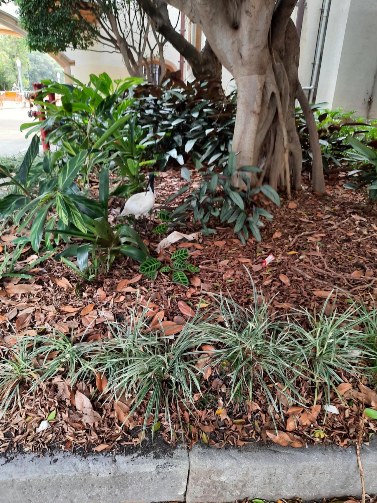 White Ibis in Big City Birds App spotted by Matthew Hall on 12.02.2021