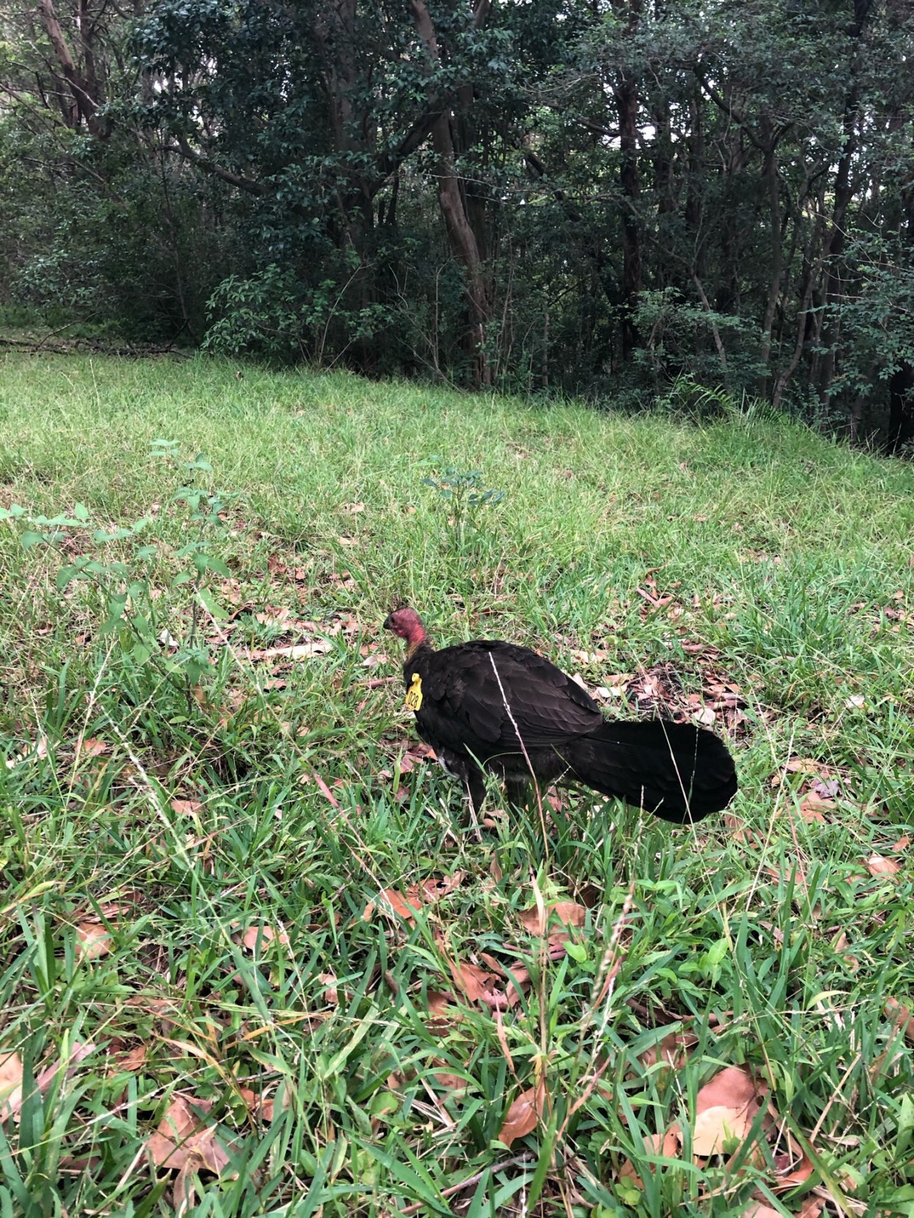 Brush-turkey in Big City Birds App spotted by Cockie on 30.12.2020