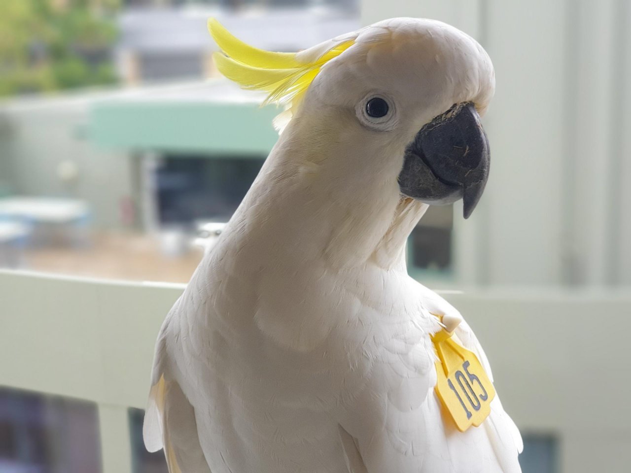 Sulphur-crested Cockatoo in Big City Birds App spotted by TomMassey on 13.02.2021