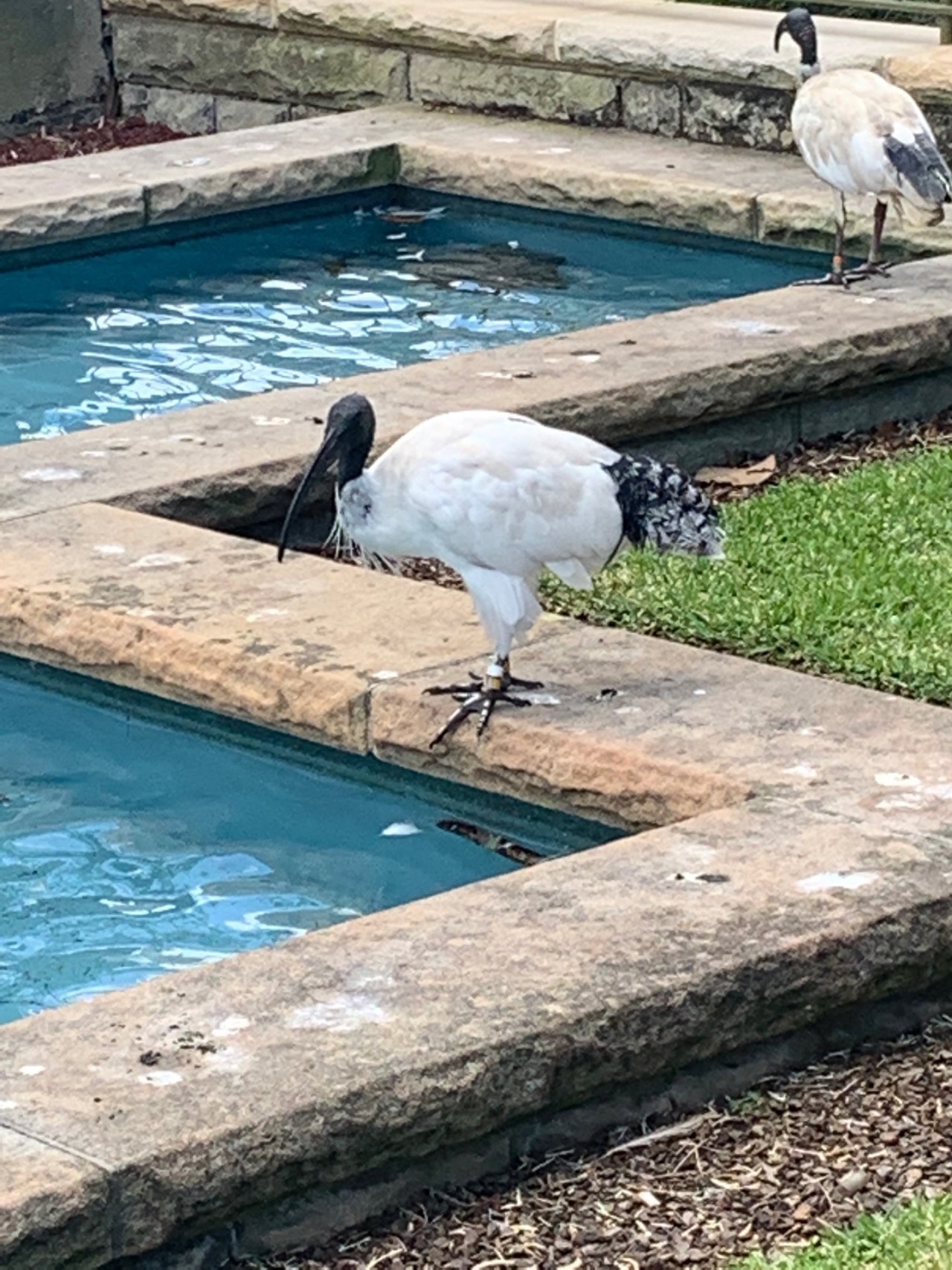 White Ibis in Big City Birds App spotted by Laurie McGuirk on 17.01.2021