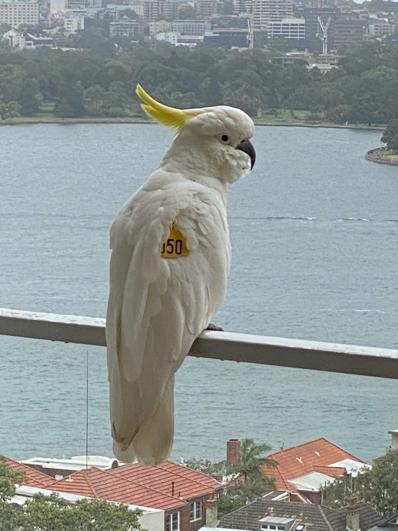 Sulphur-crested Cockatoo in Big City Birds App spotted by Jenmartin on 15.12.2020