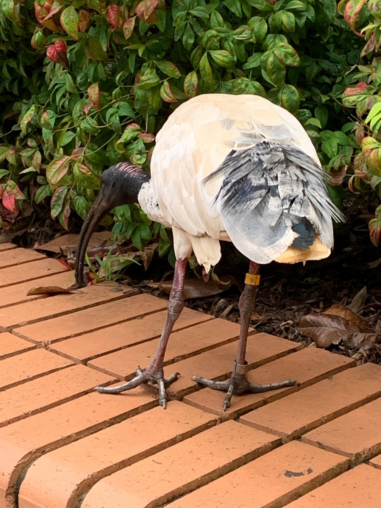 White Ibis in Big City Birds App spotted by Laurie McGuirk on 02.01.2021