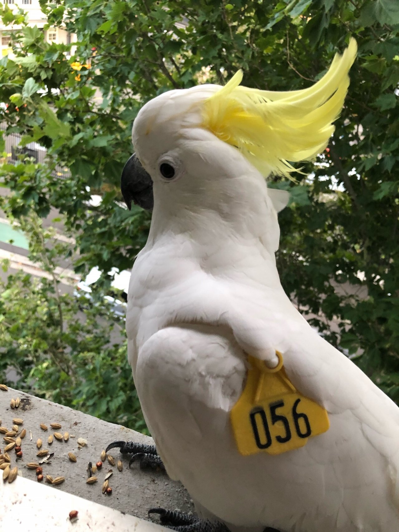 Sulphur-crested Cockatoo in Big City Birds App spotted by Lexie on 26.12.2020