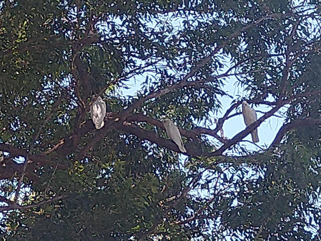 Little Corella in Big City Birds App spotted by Anna on 18.01.2021