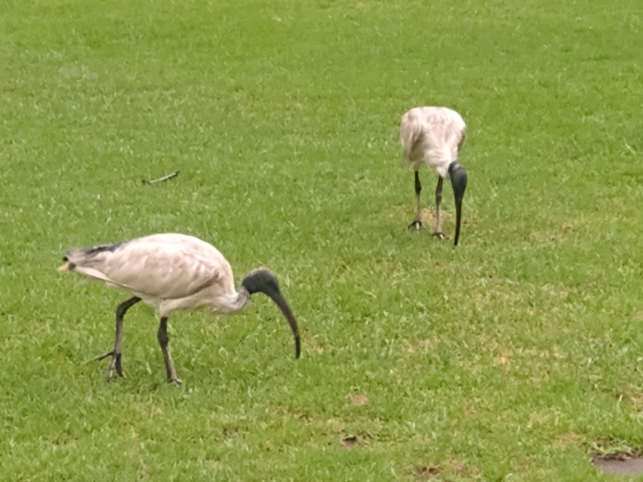 White Ibis in Big City Birds App spotted by Anna on 21.12.2020