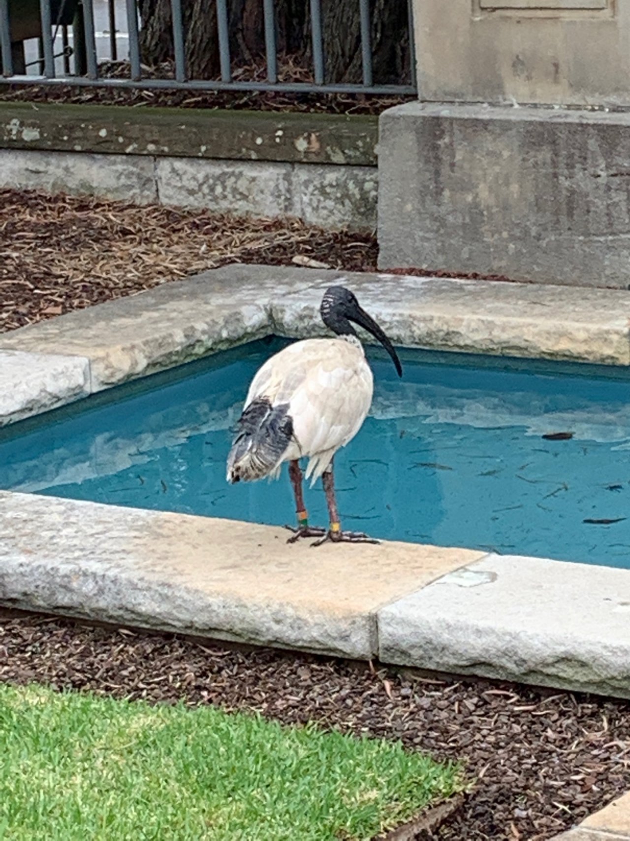 White Ibis in Big City Birds App spotted by Laurie McGuirk on 21.12.2020