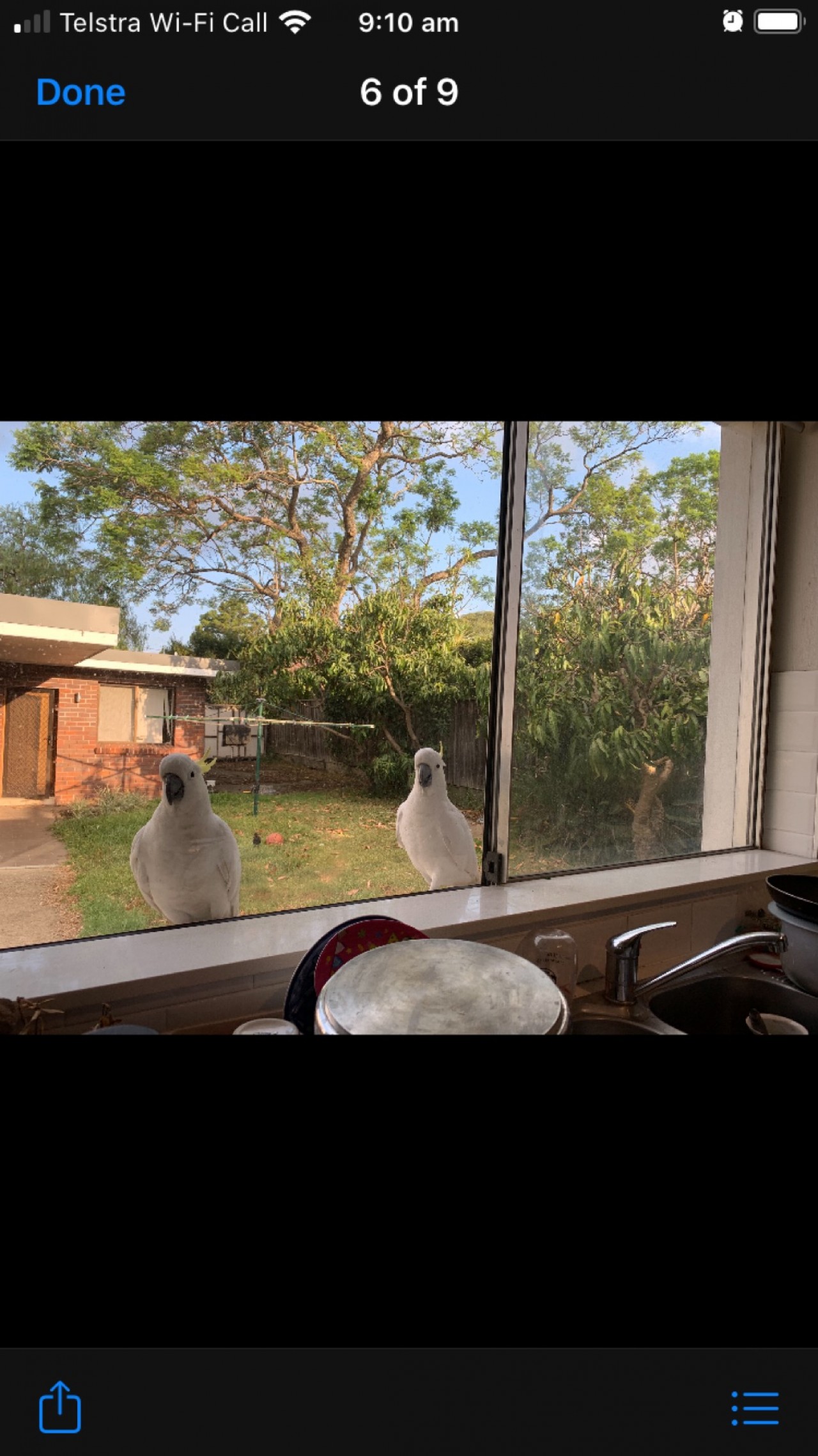 They knock their beak on the window to get me to come 