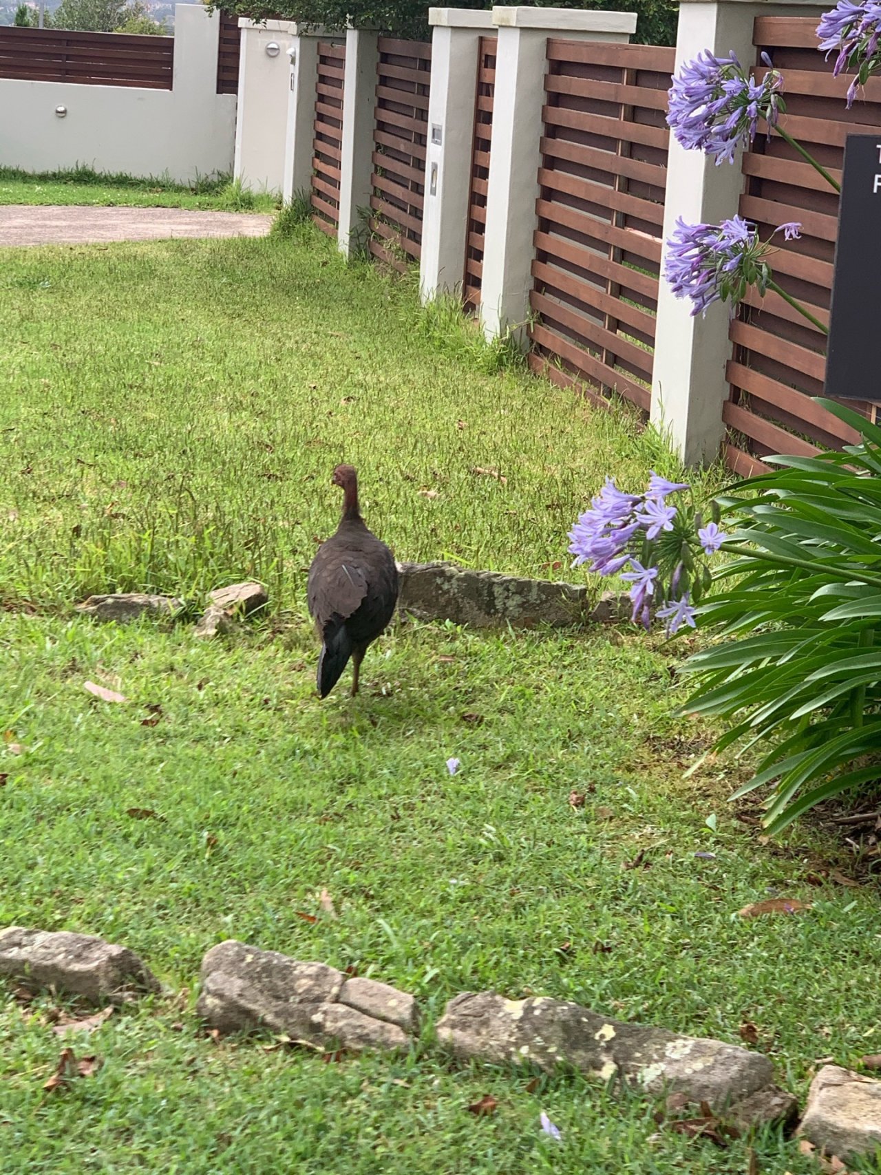 Brush-turkey in Big City Birds App spotted by John Martin on 03.01.2021